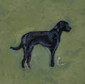 Black Lab PRINT