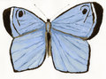 Blue Butterfly PRINT