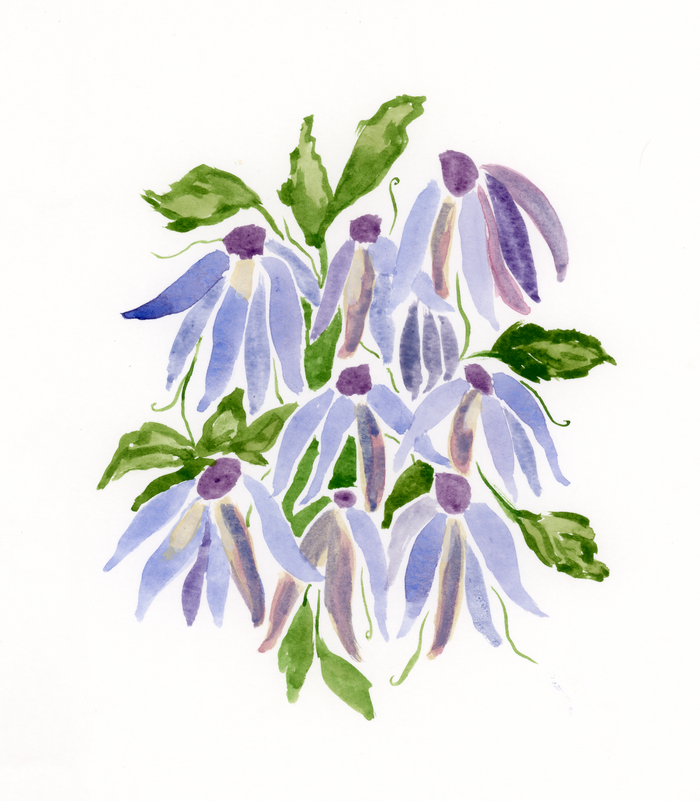 Clematis PRINT