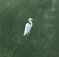 egret 2 PRINT