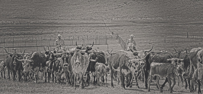 Heading Back to Open Range Canvas Print