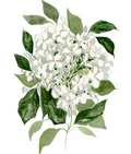 Hydrangea PRINT