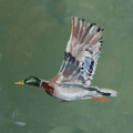 Mallard Flying PRINT