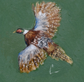 Pheasant PRINT
