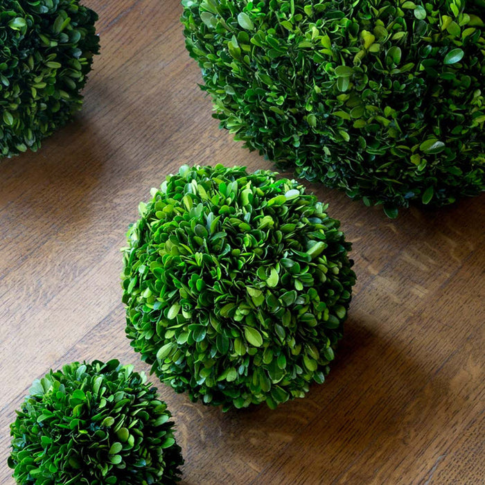 Preserved Boxwood Ball 8"