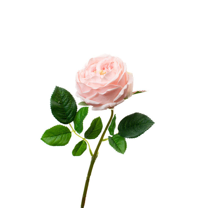 Real Touch Light Pink 17" English Rose Box/12