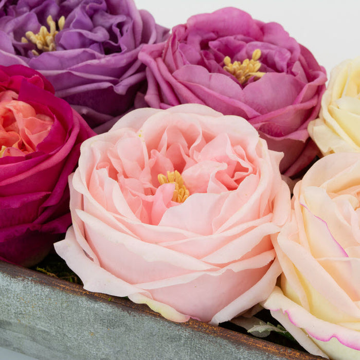 Real Touch Light Pink 17" English Rose Box/12