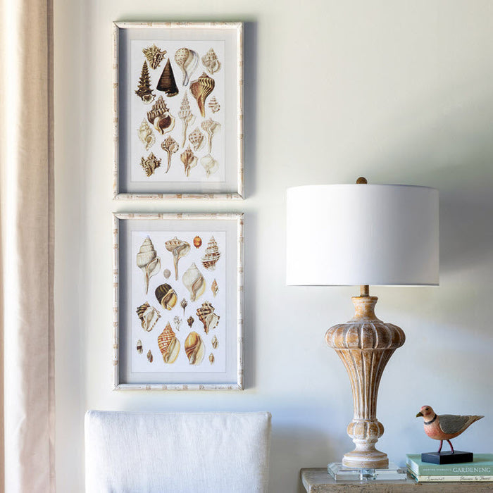 Seashell Collection Prints Set/2