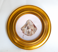 Shell IV 5x5 (Comes Framed)